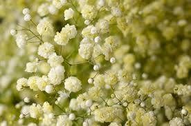 Гипсофила-Gypsophila-Over Time Light Yellow-1000gr-EA 00c78e5a-b35f-11ed-0a80-05d4002109dc