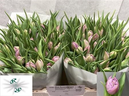 Тюльпан-Tulip-Du Double Price-37cm-44gr 0d85b62f-4c92-11ee-0a80-1087000731ad