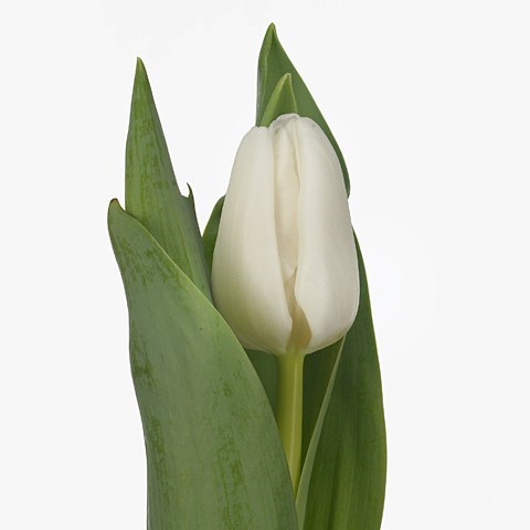 Тюльпан-Tulip-En Update-38cm-41gr 0d9278af-4c92-11ee-0a80-1087000731b3