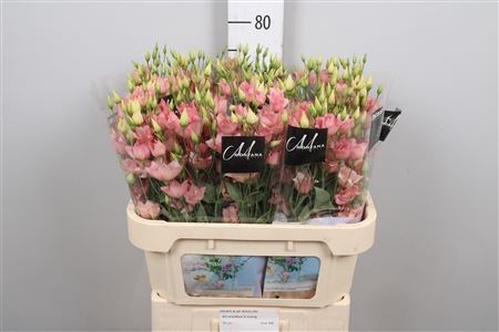 Лизиантус E-Lisianthus E-Botanic Salmon-70cm 0dc10b92-557b-11ee-0a80-020700364faf