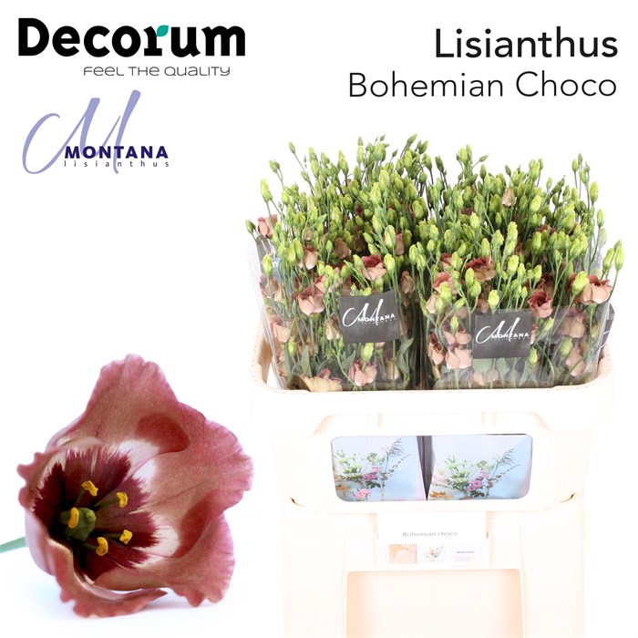 Лизиантус E-Lisianthus E-Bohemian Choco 75cm-75cm 0dd460ad-557b-11ee-0a80-020700364fb8