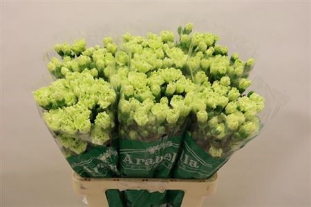 Гвоздика куст-Dianthus Tr-Kolibrie-60cm 0deba6c8-7850-11ed-0a80-073a0025de4a