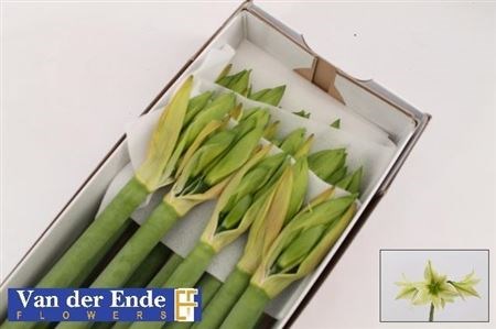 Амариллис St-Hippeastrum St-Di Green Valley X 15-80cm 0df79b80-7850-11ed-0a80-073a0025de50