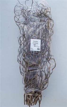 Корилус-Corylus-Av Contorta-100cm 0e02f248-7850-11ed-0a80-073a0025de53