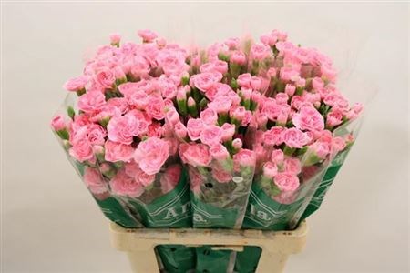 Гвоздика куст-Dianthus Tr-Pink Amelie-60cm 0e19c196-7850-11ed-0a80-073a0025de59