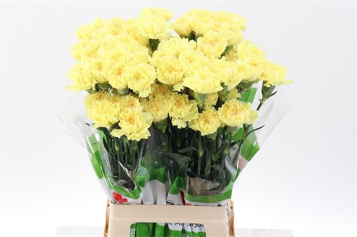 Гвоздика ст-Dianthus st-Hermes Yellow-70cm 0e5f00b1-bfa4-11ec-0a80-0b4c0006963b