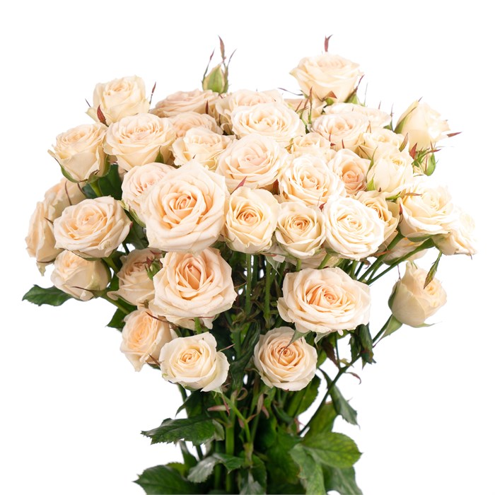 Роза-Rosa-Pinky Promise-60cm-JR 0e810e21-9f1b-11ee-0a80-00bc000b9467