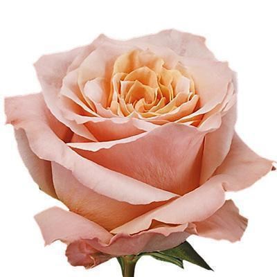 Роза-Rosa-Shimmer-40cm-JR 0e829a06-bfa9-11ec-0a80-0b4c000af5b4