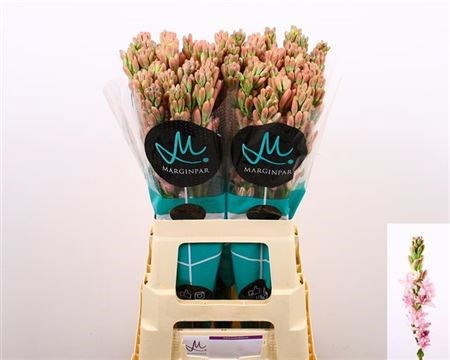 Полиантес-Polianthes-Pink Sapphir-60cm 00d637ad-bfa5-11ec-0a80-0b4c00077f8d