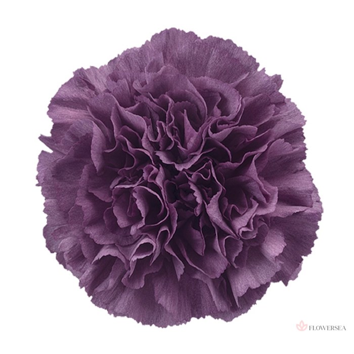 Гвоздика ст-Dianthus st-Extasis Hi-70cm 0e95814b-bfa4-11ec-0a80-0b4c00069676