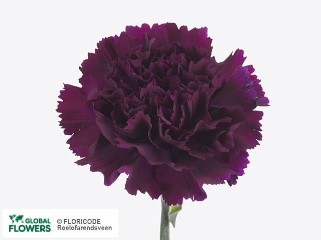 Гвоздика FC-Carnation FC-Moontea-Fe 0ecdbcff-d421-11ee-0a80-163400787897