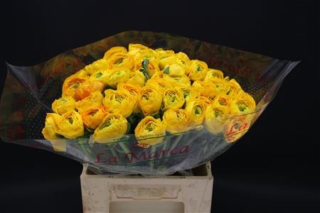 Ранункулус-Ranunculus-Cloni Extra Saffron(geel)-46cm 00e05347-8bf4-11ed-0a80-070800d38cd2