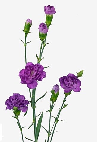 Гвоздика FC-Carnation FC-Moonberry-Fe 0ed0f630-d421-11ee-0a80-16340078789a