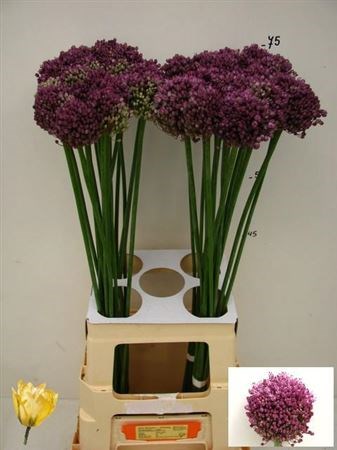 Аллиум-Allium-Pink Lady-75cm 0ee357e4-a6db-11f0-0a80-0192005423f6