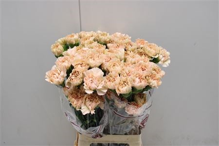 Гвоздика ст-Dianthus st-Lege Marrone-70cm 0ef89030-bfa4-11ec-0a80-0b4c000696ea