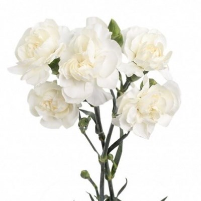 Гвоздика куст-Dianthus Tr-Blanquita-70cm 00e16d7c-ce3b-11ed-0a80-10030009eb26