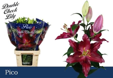 Лилия-Lilium-Pico-95cm 0f0adfb4-4df8-11ed-0a80-0c53006251a4