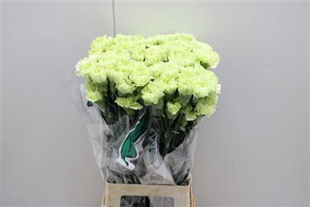 Гвоздика ст-Dianthus st-Goblin-65cm 0f1f15c4-bfa4-11ec-0a80-0b4c00069718