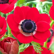Анемон-Anemone-Red-45cm-IS 0f1f51ca-2957-11ef-0a80-07b40035a39e