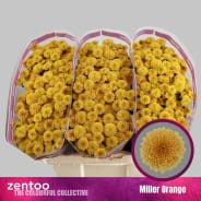 Хризантема сант-Chrysant sant-Miller Orange-50cm-900gr 0f497c31-a6db-11f0-0a80-019200542405