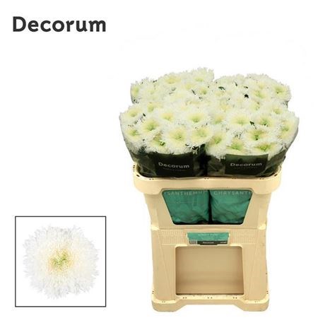 Хризантема одн-Chrysant Gr-Etrusko White-70cm 0f4ee3f5-bfa6-11ec-0a80-0b4c0008711c