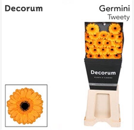 Гербера-Gerbera-Germini Tweety Diamond-50cm 0f60f59e-f88f-11f0-0a80-012700013029