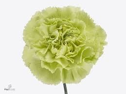 Гвоздика ст-Dianthus st-New York-65cm 0f69cd45-bfa4-11ec-0a80-0b4c00069770