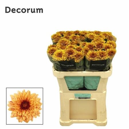 Хризантема одн-Chrysant Gr-Pip Autumn-70cm-90gr 0f7ac265-a6db-11f0-0a80-01920054240e