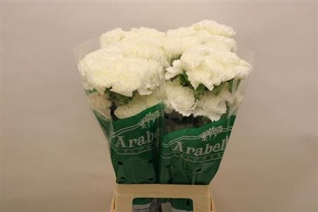 Гвоздика ст-Dianthus st-Moonlight-65cm 0f85e65e-bfa4-11ec-0a80-0b4c00069792