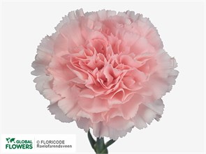 Гвоздика SE-Dianthus SE-Doncel-FC c875fda1-70a1-11ed-0a80-0c070059cbf3