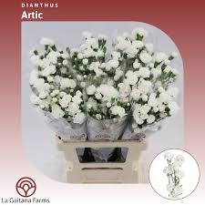 Гвоздика куст SE-Dianthus sp SE-Artic-FC 2992fbca-f82a-11ef-0a80-171f00560266