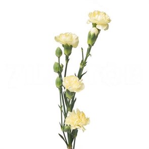 Гвоздика куст SE-Dianthus sp SE-Caesar-FC 2ab6efe6-69ec-11ee-0a80-0c31001563c0