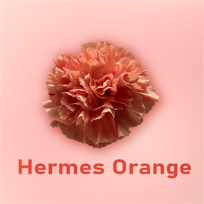 Гвоздика SE-Dianthus SE-Hermes Orange-FC 321717f3-6671-11ed-0a80-06480018bb82
