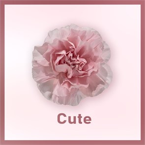 Гвоздика SE-Dianthus SE-Cute-FC 323276e8-6671-11ed-0a80-06480018bb8e