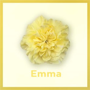 Гвоздика SE-Dianthus SE-Emma-FC 323ffe95-6671-11ed-0a80-06480018bb94