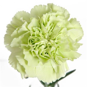 Гвоздика SE-Dianthus SE-Prado Mint-FC 324e4c4a-6671-11ed-0a80-06480018bb9a