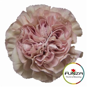 Гвоздика SE-Dianthus SE-Lege Pink-FC 644e37a3-70a1-11ed-0a80-07fd005ab7e0