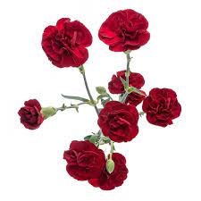 Гвоздика куст SE-Dianthus sp SE-Chateau-FC 6d6ddfaa-8748-11ef-0a80-11f100737234