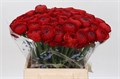 Ранункулус-Ranunculus-Clooney Tango Extra-45cm-40gr 0f8e06e2-f88f-11f0-0a80-012700013032
