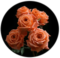 Роза куст-Rosa tr-Deep Sunset-50 cm 0f8f67cd-ed6c-11ed-0a80-01b1009ce4c2
