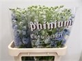 Дельфиниум-Delphinium-Du Dew Morn Bl-90cm 0f94db60-39b1-11ee-0a80-11c7003f0144