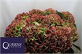 Гортензия-Hydrangea-M Roy Grande Cl-70cm 0f9c638b-a6db-11f0-0a80-019200542414