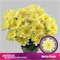 Хризантема куст-Chrysant Tr-Baltica Cream-70cm-100gr 0fa2b3c6-a6db-11f0-0a80-019200542417