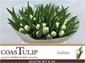 Тюльпан-Tulip-Du Galileo-35cm-37gr 0fa39962-f88f-11f0-0a80-012700013035