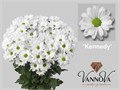 Хризантема куст-Chrysant Tr-Kennedy-70cm-80gr 00eee8d9-bfa6-11ec-0a80-0b4c0008654a