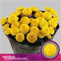 Хризантема куст-Chrysant Tr-Limoncello-70cm-80gr 0faca119-a6db-11f0-0a80-0192005424e2