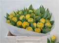 Тюльпан-Tulip-Du Dancing Queen-34cm-36gr 0face61a-f88f-11f0-0a80-01270001303b