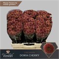 Хризантема сант-Chrysant sant-Aaa Doria Cher-55cm-130gr 0faee981-a6db-11f0-0a80-0192005424e5