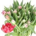 Тюльпан-Tulip-Du Flash Point-34cm-35gr 0fb26de7-f88f-11f0-0a80-012700013041