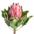 Протея-Protea-Cy Red Rex-60cm 00ef1809-bfa5-11ec-0a80-0b4c00077fa8